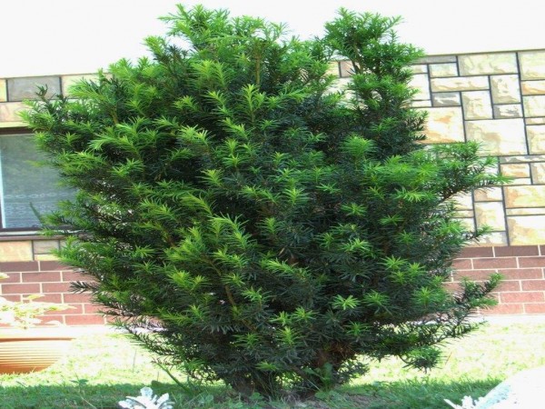 Taxus baccata 'fastigiata' o tejo irlandés 1