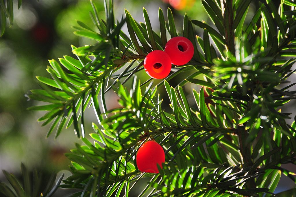 Taxus baccata 'fastigiata' o tejo irlandés 2