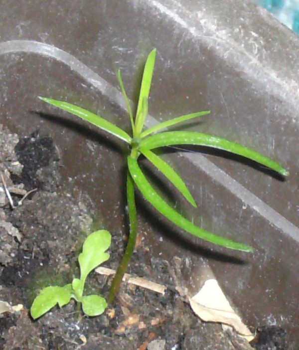 Taxus baccata 'fastigiata' o tejo irlandés 4