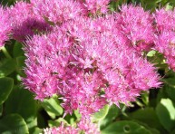 imagen Conoce el telefío o sedum de otoño