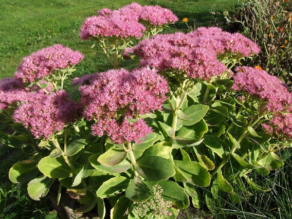 Telefío o sedum de otoño 5