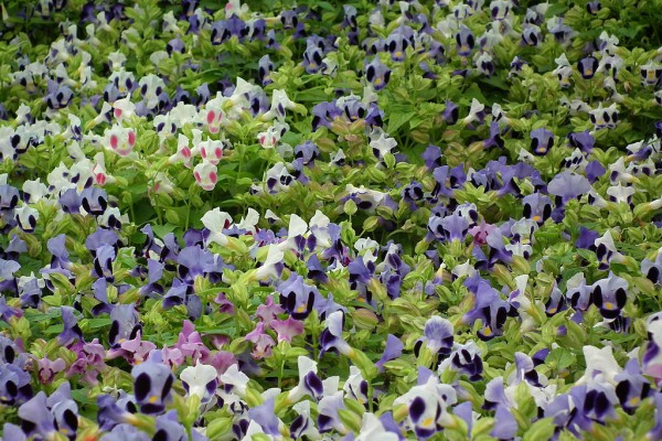 Torenia 3