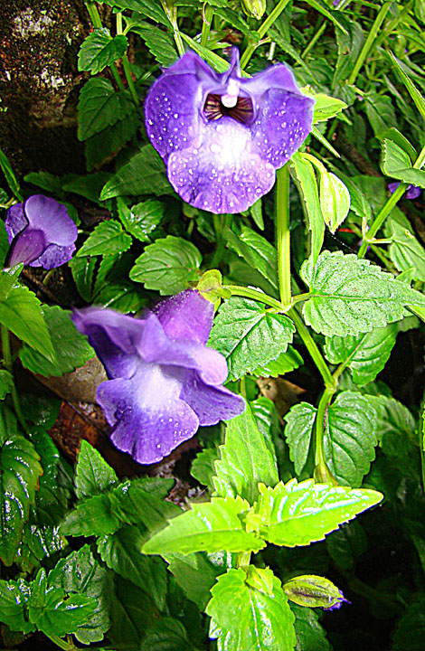 Torenia 4