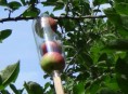 imagen Curiosa herramienta DIY para recolectar manzanas