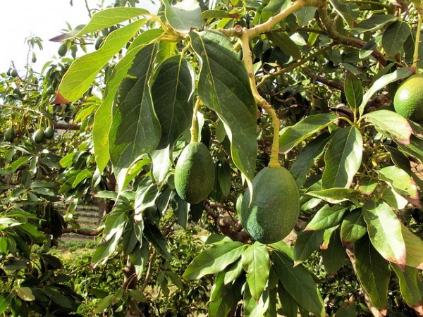 Cultivar aguacate 1