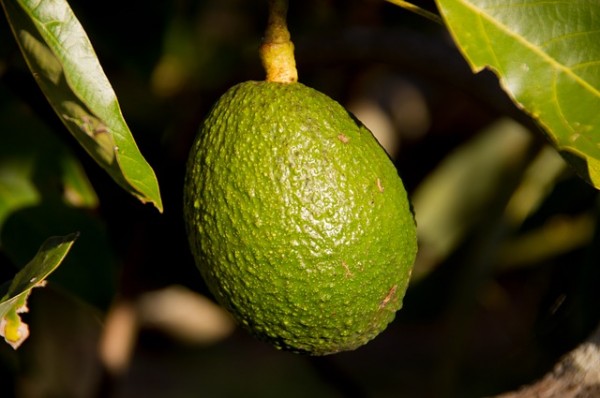 Cultivar aguacate 3