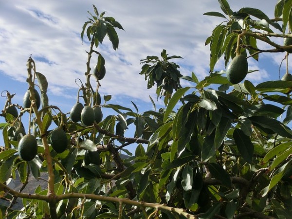 Cultivar aguacate 4