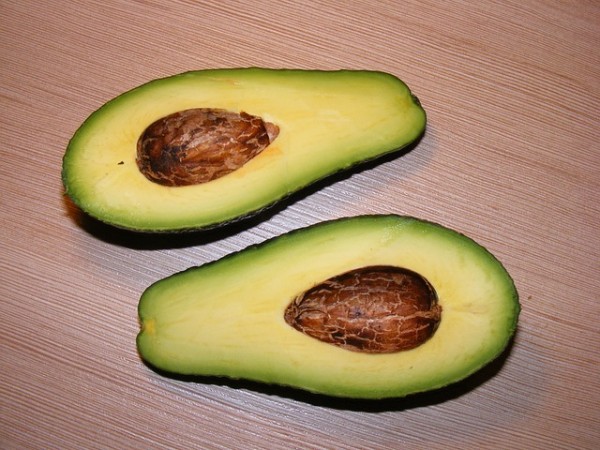 Cultivar aguacate 5