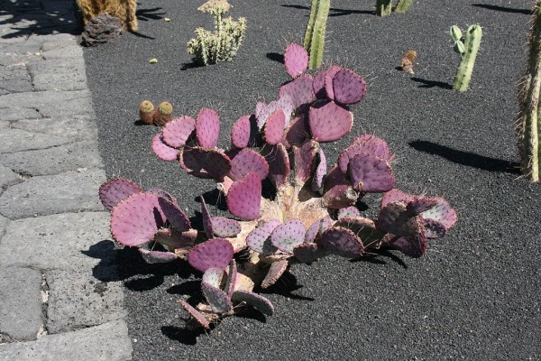 Opuntia macrocentra o nopal violaceo 1