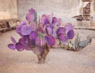 imagen La opuntia macrocentra o nopal violáceo