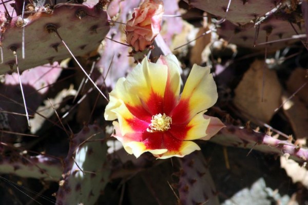 Opuntia macrocentra o nopal violaceo 3