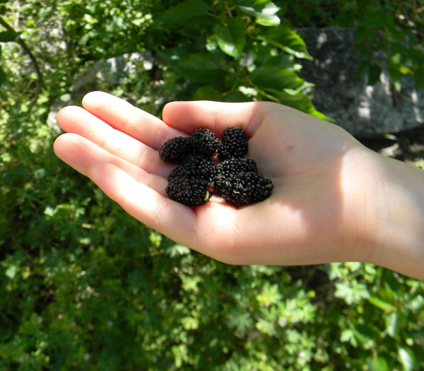 Árboles frutales de crecimiento rápido 2