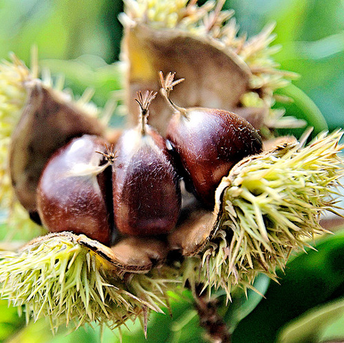 Árboles frutales de crecimiento rápido 6