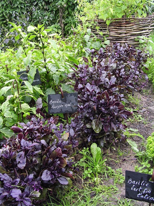 Albahaca morada 1