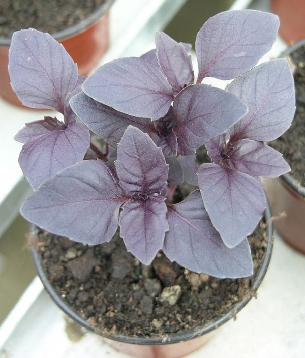 Albahaca morada 2