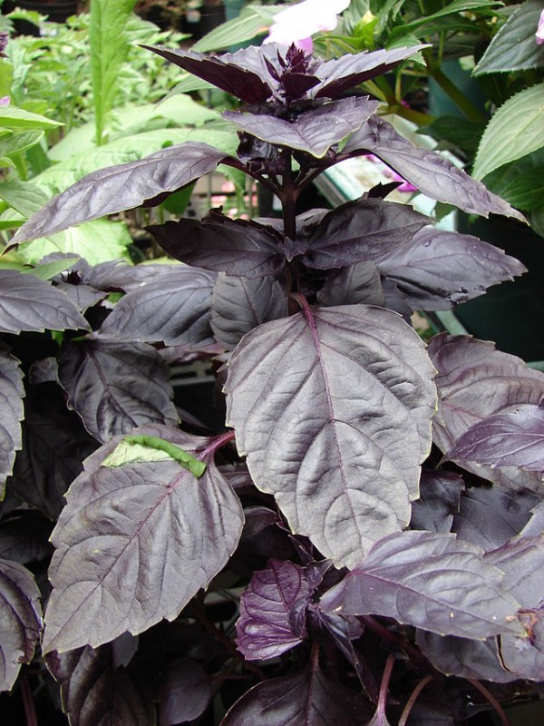 Albahaca morada 5