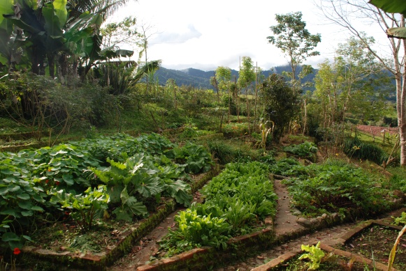 Diseñar la huerta 3