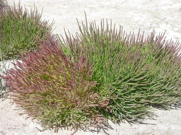 Salicornia 1