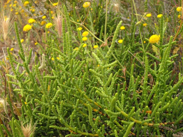 Salicornia 2