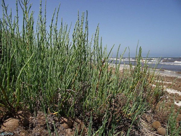 Salicornia 4