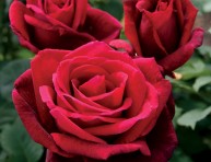 imagen Rosas Mr Lincoln: la flor de olor intenso
