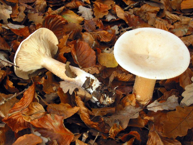 Clitocybe geotropa