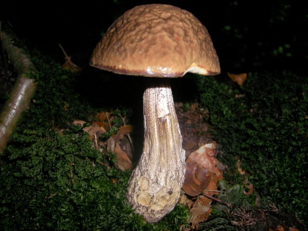 Leccinum griseum