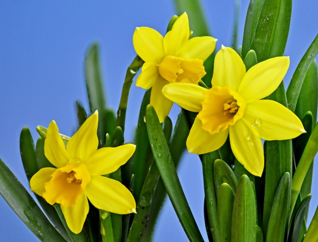 El narciso: la flor de perfume embriagador