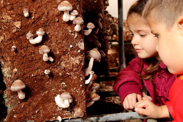 Cultivo de setas en casa