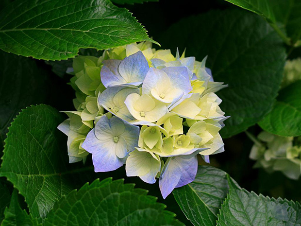 Color hortensias