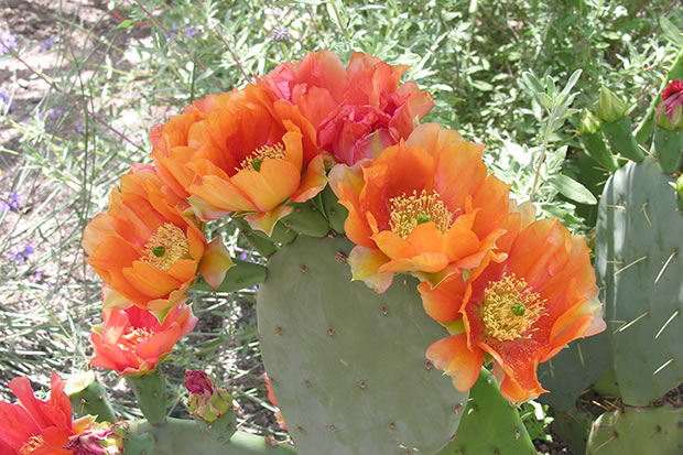 Floración cactus