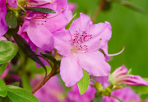 Variedades azaleas