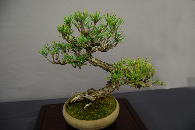 Pino bonsai 2