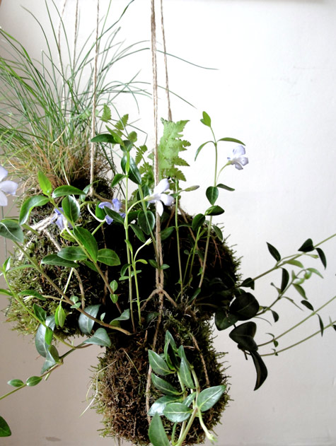 Cómo hacer un kokedama