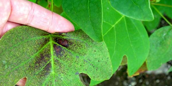 Plantas que indican la calidad del aire 1