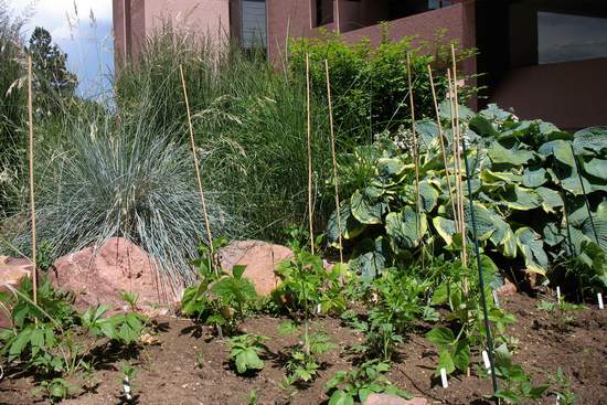 Plantas que indican la calidad del aire 2