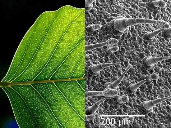 Plantas que indican la calidad del aire 3