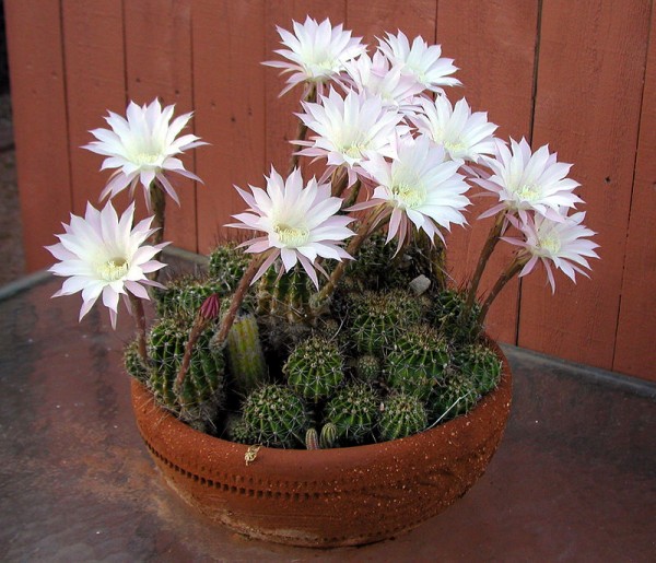 Echinopsis oxygona