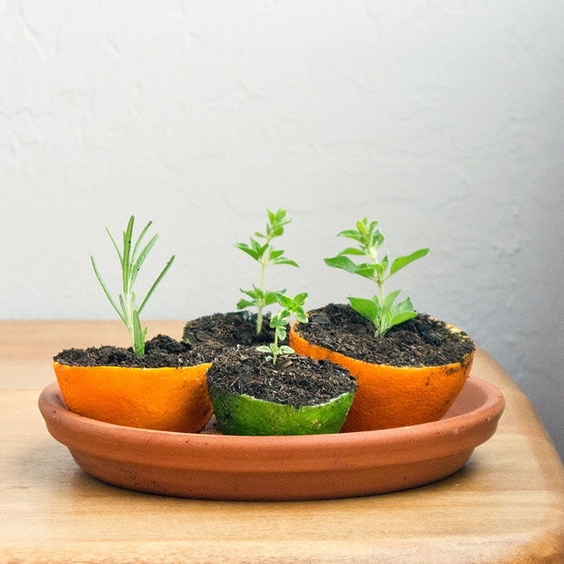 Semilleros con cáscaras naranja