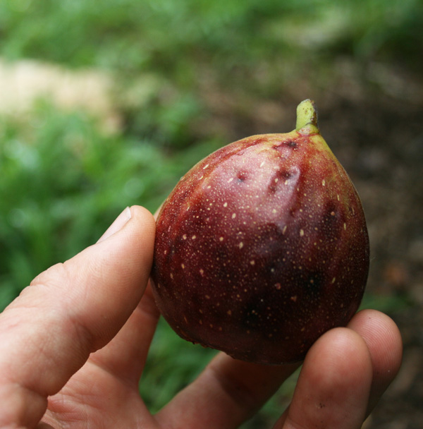 Frutales rápido crecimiento