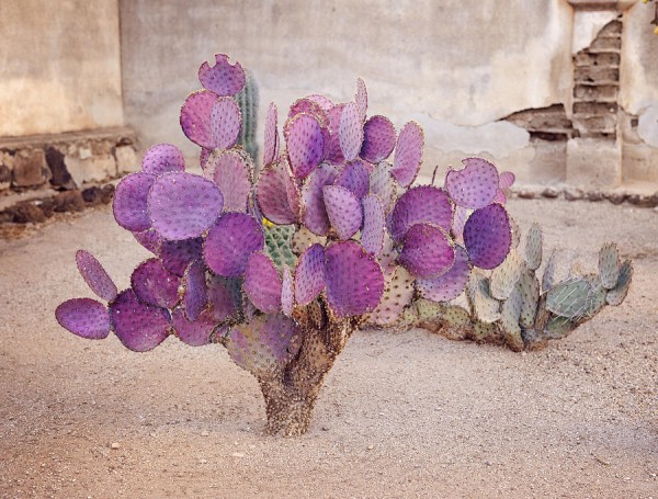 Opuntia macrocentra