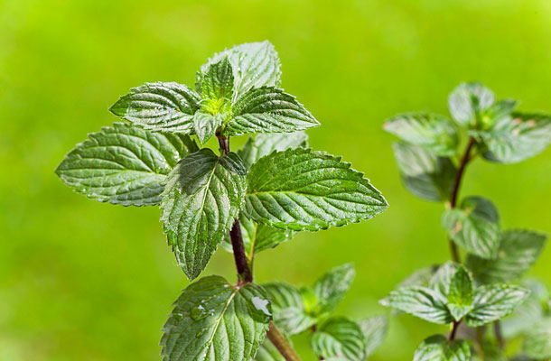 Cultivar menta