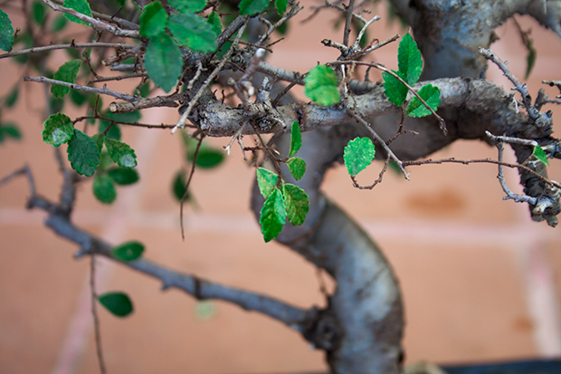 Primer bonsai