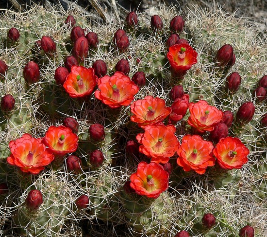 Cactus zonas frías