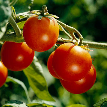 Cultivo tomates