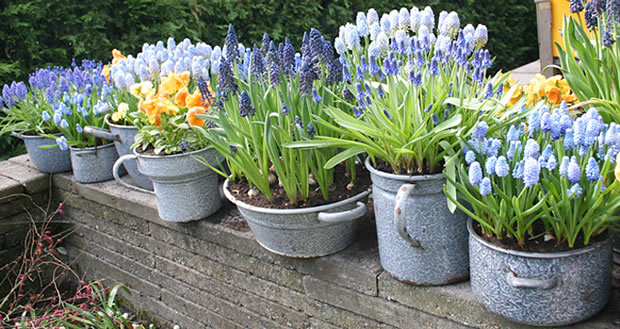 Cómo forzar crecimiento de bulbos de primavera