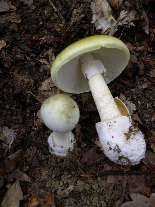 Amanita phalloides