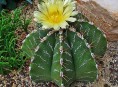 imagen Cactus estrella: una suculenta con mucha espina