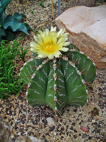 Astrophytum ornatum 1