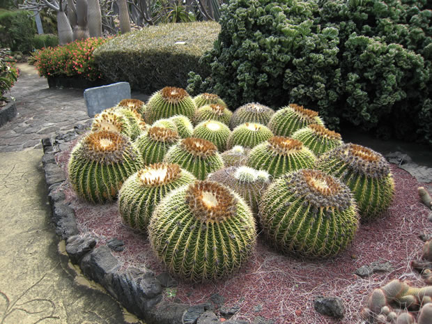 Astrophytum ornatum 2